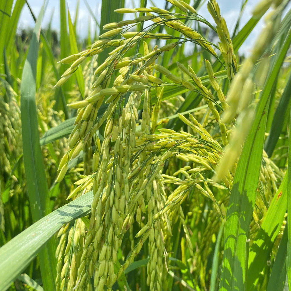 l&uacute;a s&aacute;ng