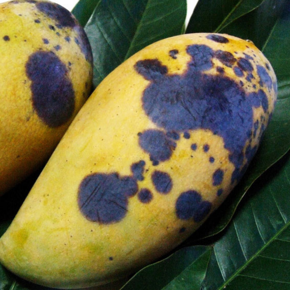 th&aacute;n thư xo&agrave;i