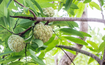 Giải pháp phòng trị bệnh thối rễ, bệnh thán thư trên cây Na