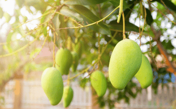 Giải pháp trừ bệnh thán thư – phấn trắng trên xoài hiệu quả